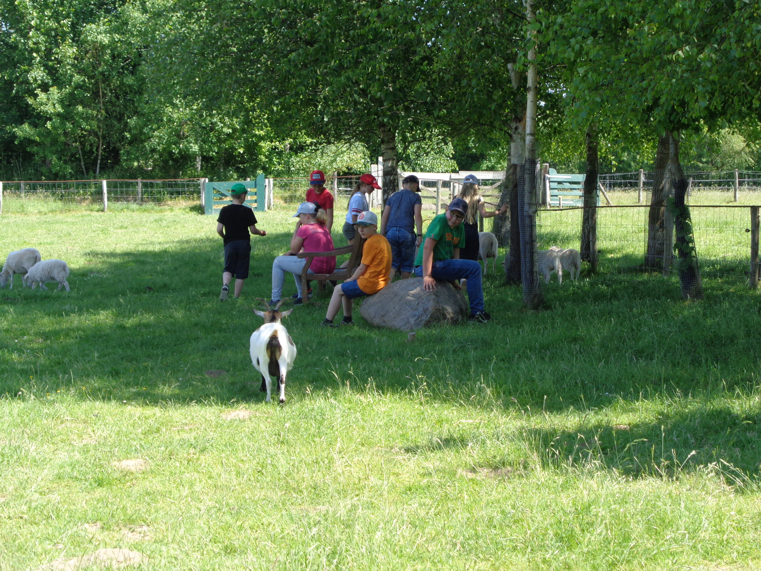You are currently viewing Ausflug der Klassen 4b und c zur Arche Warder