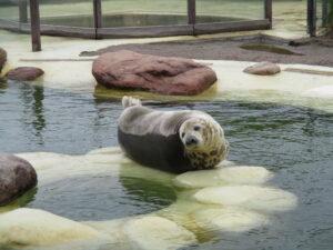 Read more about the article Besuch der Seehundstation in Friedrichskoog